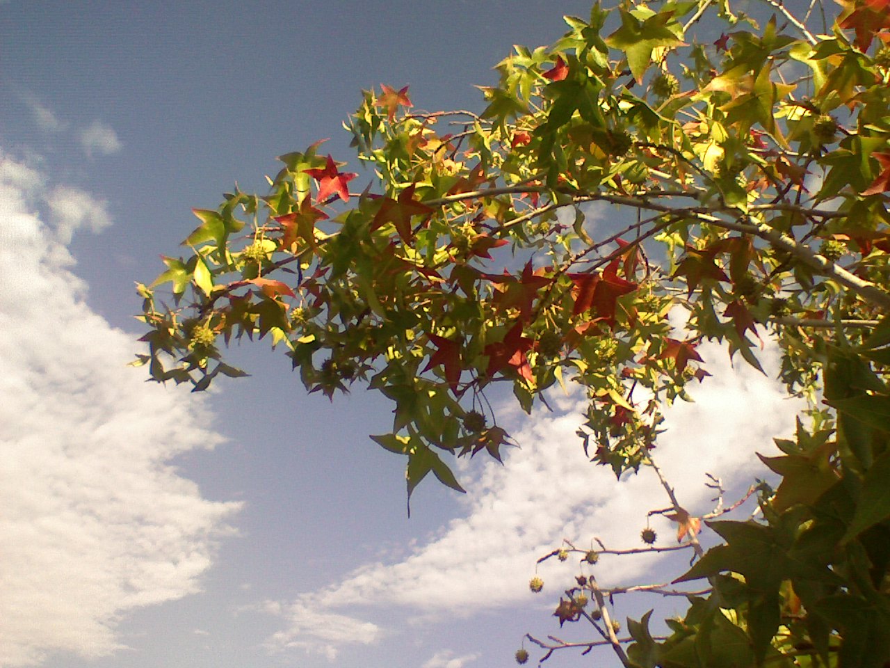 Epics of the Sky