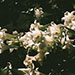 The Micro Cosmos